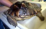 Annies bandages will have to be changed every day. My vet will not repair the shell because of the chance of infection.