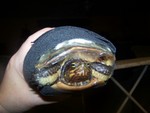 this turtle was beaten with a bat. she has been with my vet for a week. she is suffering complications from broken and retained eggs that must be addressed before part of her shell is removed. Her outcome is bleak. My vet got all but two eggs out. we are hopeful