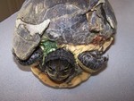 She had broken eggs inside of her. She never gave up on life, ever. She spent two months at the vet. She recently had her damaged shell removed.