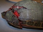I was able to bandage her so her top shell was not hanging over head. She went to the vet the same day.
