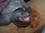 suzy was hit by a car. She has a broken upper and lower jaw, shell trauma and a broken front leg. She is going to the vet In the Am. she came in late 12/7
UPDATE suzy has ben released into the wild where she belongs