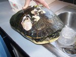 we arenot sure what happend to this huge gal!