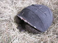 Highlight for album: tortoises and other animals currently in rehab