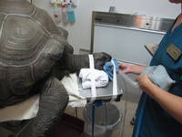 Highlight for album: sams surgery